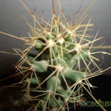 Una foto de Cochemiea poselgeri