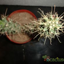 Una foto de Cochemiea poselgeri