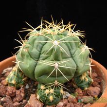 A photo of Gymnocalycium horstii