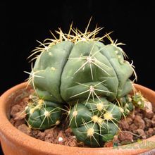 A photo of Gymnocalycium horstii