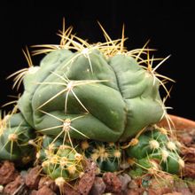 A photo of Gymnocalycium horstii