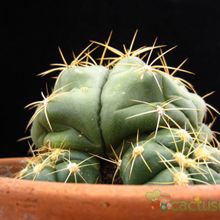 A photo of Gymnocalycium horstii