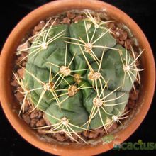 A photo of Gymnocalycium horstii