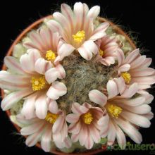 Una foto de Mammillaria aureilanata