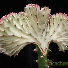 A photo of Euphorbia lactea fma. crestada variegada
