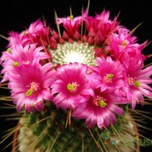 A photo of Mammillaria spinosissima fma. unpico