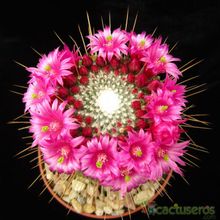 A photo of Mammillaria spinosissima fma. unpico