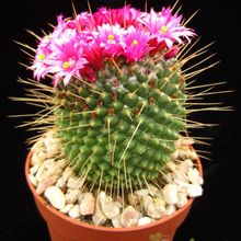 A photo of Mammillaria spinosissima fma. unpico