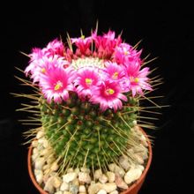 A photo of Mammillaria spinosissima fma. unpico