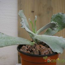 A photo of Cotyledon orbiculata var. undulata