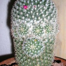 Una foto de Mammillaria albilanata ssp. albilanata