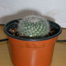 A photo of Mammillaria hahniana
