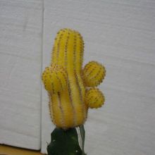 Una foto de Echinopsis chamaecereus (injertado)