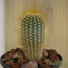 A photo of Micranthocereus estevesii