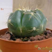 A photo of Gymnocalycium horstii
