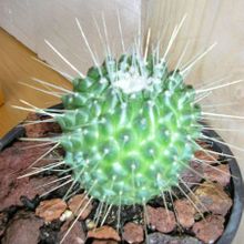 A photo of Mammillaria spinosissima fma. unpico