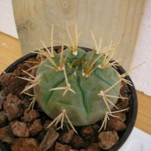 Una foto de Gymnocalycium eurypleurum