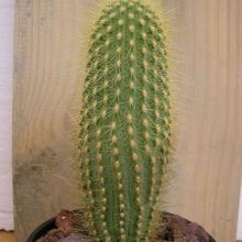 Una foto de Micranthocereus estevesii