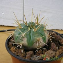 Una foto de Gymnocalycium eurypleurum