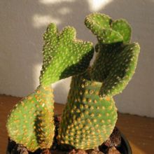 Una foto de Opuntia microdasys fma. crestada