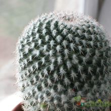Una foto de Mammillaria albilanata ssp. albilanata