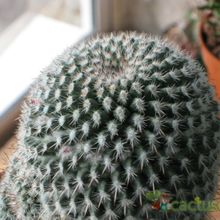 Una foto de Mammillaria albilanata ssp. albilanata