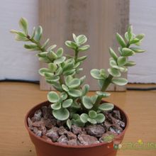 Una foto de Portulacaria afra fma. variegada