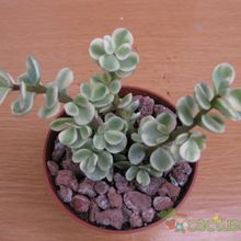 Una foto de Portulacaria afra fma. variegada