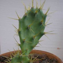 A photo of Opuntia dillenii