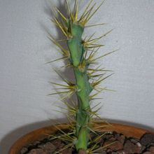 A photo of Opuntia dillenii