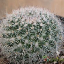 A photo of Mammillaria hahniana