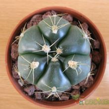 A photo of Gymnocalycium horstii