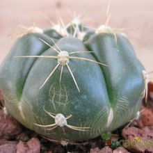 A photo of Gymnocalycium horstii