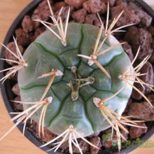 Una foto de Gymnocalycium eurypleurum