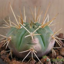 Una foto de Gymnocalycium eurypleurum