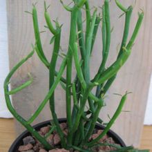 A photo of Euphorbia tirucalli