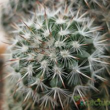 Una foto de Mammillaria albilanata ssp. albilanata
