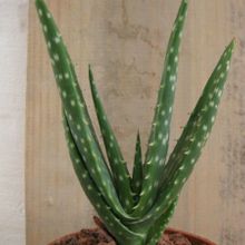 A photo of Aloe gariepensis