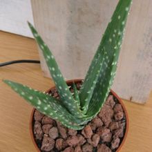 A photo of Aloe gariepensis