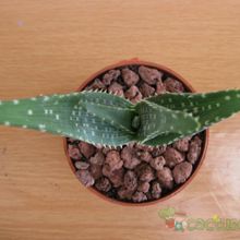 A photo of Aloe gariepensis