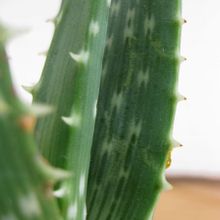 A photo of Aloe gariepensis