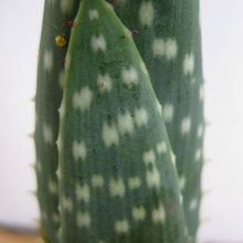 A photo of Aloe gariepensis