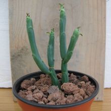 Una foto de Euphorbia pteroneura