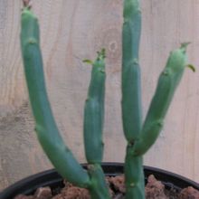 Una foto de Euphorbia pteroneura