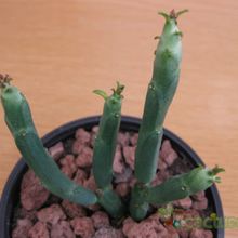 Una foto de Euphorbia pteroneura