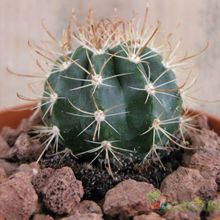 Una foto de Coleocephalocereus goebelianus