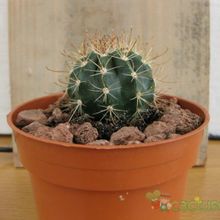 Una foto de Coleocephalocereus goebelianus