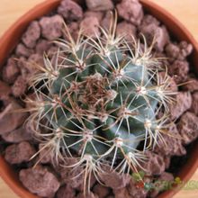 Una foto de Coleocephalocereus goebelianus