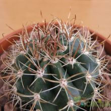 Una foto de Coleocephalocereus goebelianus