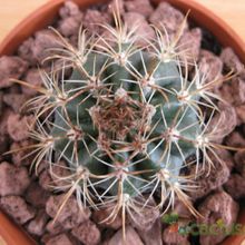 Una foto de Coleocephalocereus goebelianus